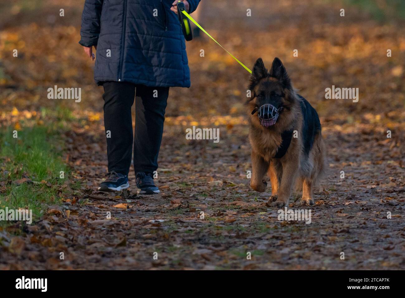 Pastore tedesco con il suo proprietario in una passeggiata nel parco Foto Stock