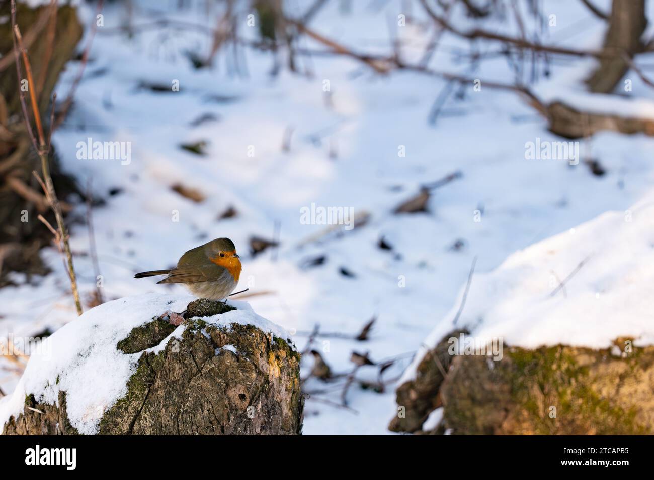 Un piccolo uccello su un ceppo invernale. Robin Foto Stock