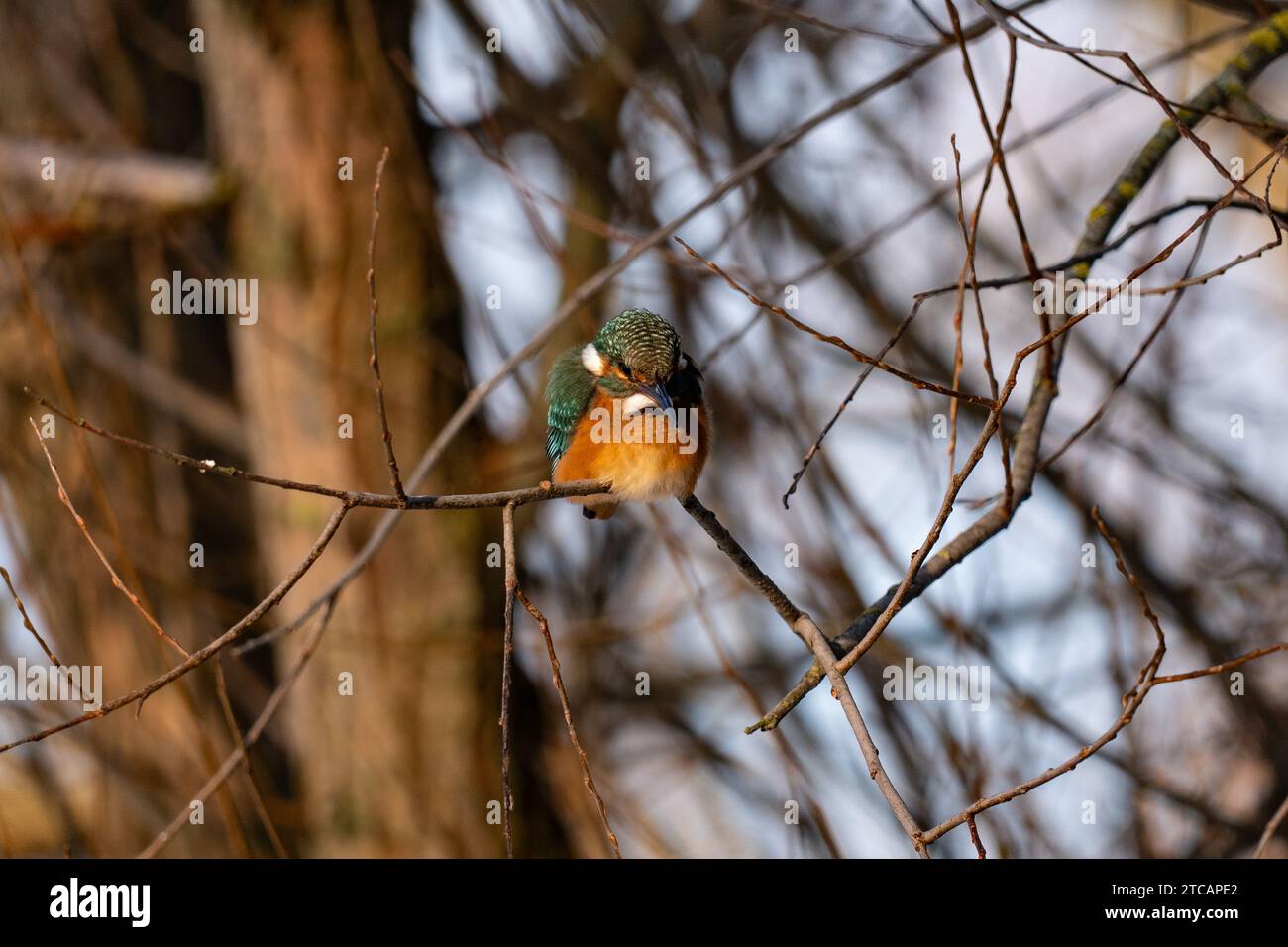 Il comune Kingfisher Alcedo atthis. Un piccolo uccello colorato Foto Stock