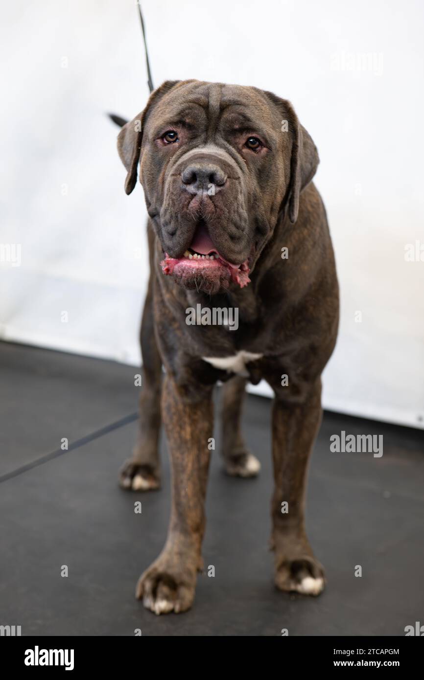 Un grosso bullmastiff di cane marrone Foto Stock