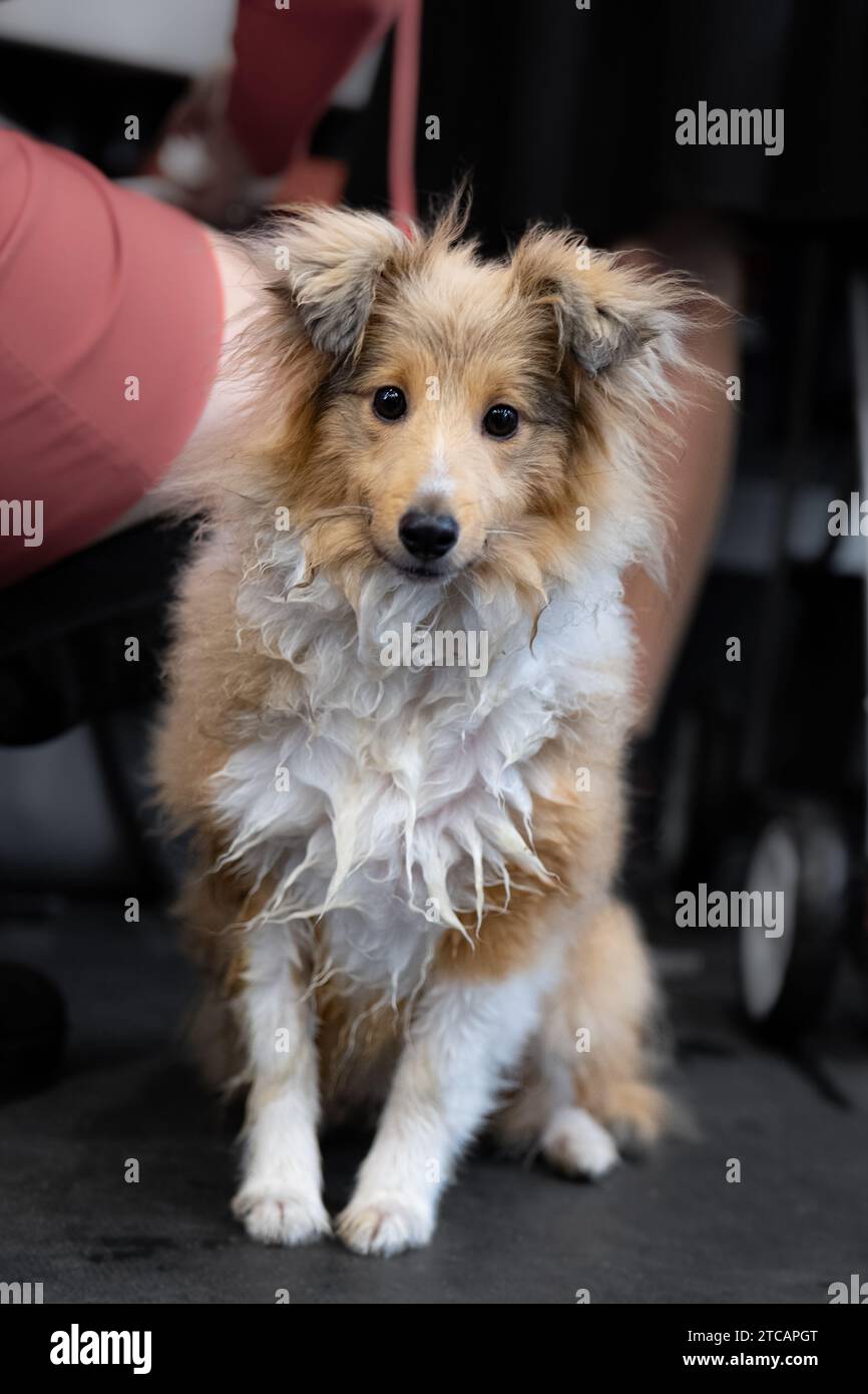 Cane da pastore marrone e bianco delle Shetland Foto Stock