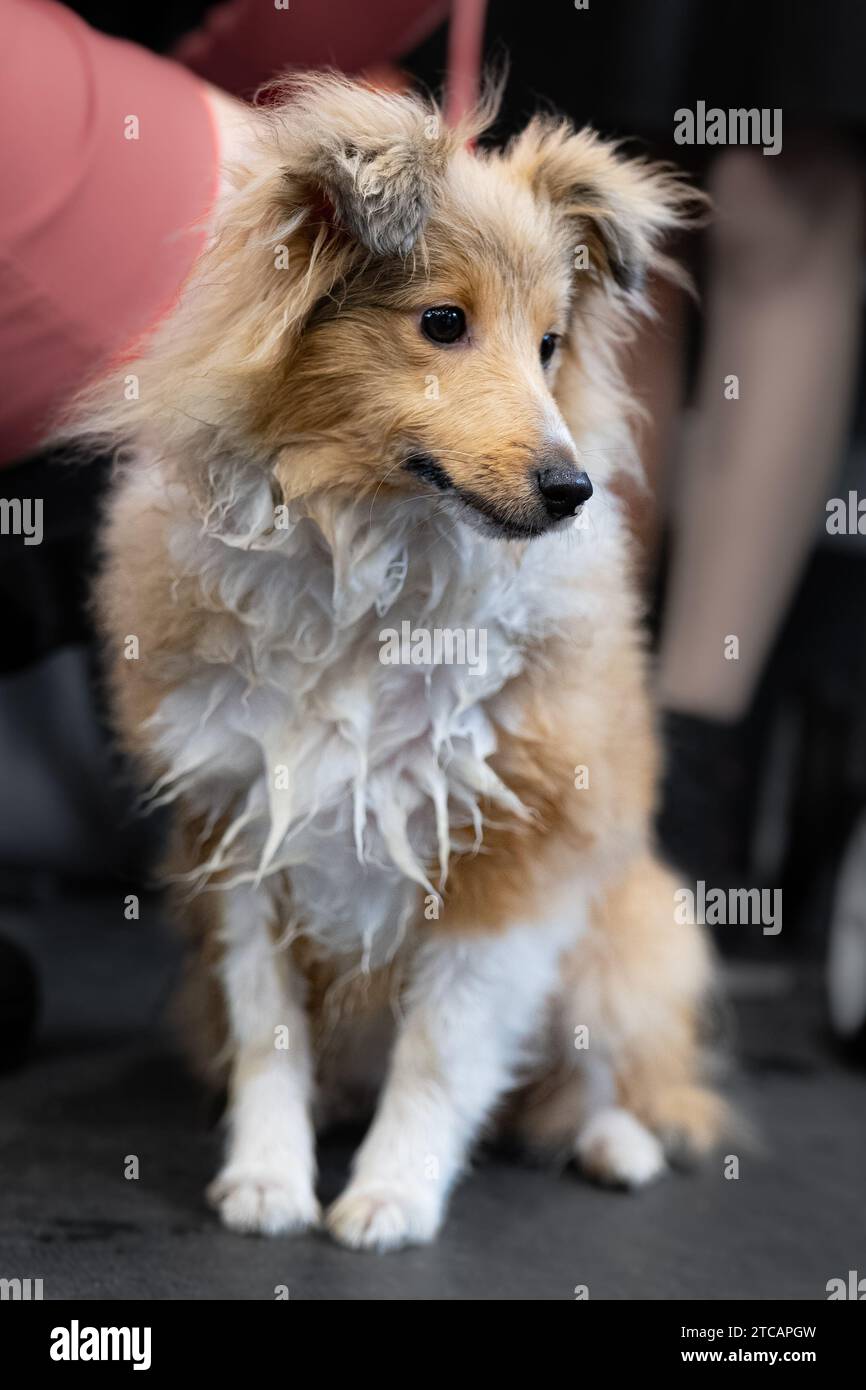 Cane da pastore marrone e bianco delle Shetland Foto Stock