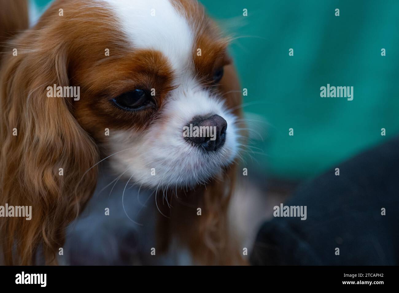 Cavalier King Charles Spaniel Foto Stock