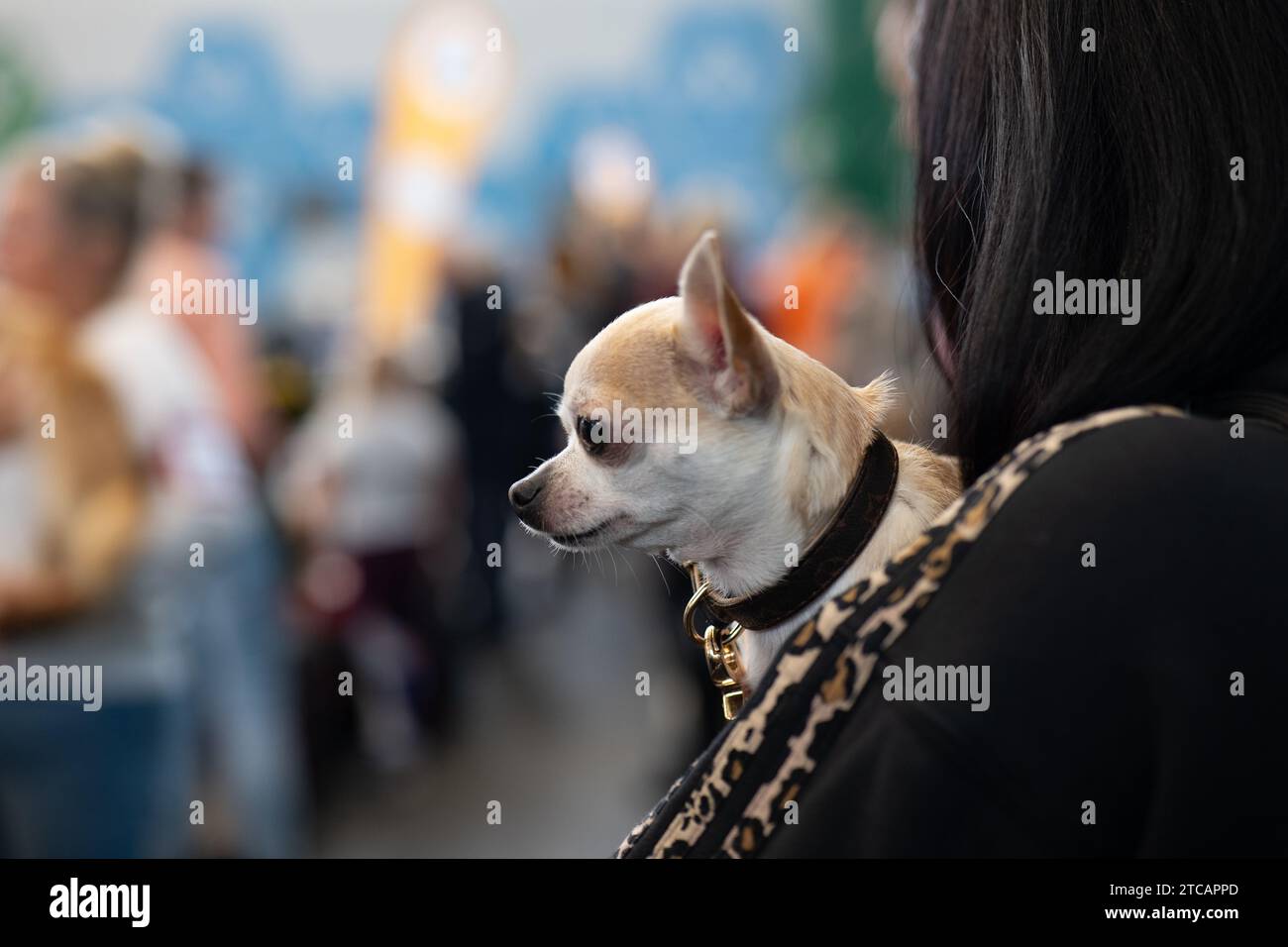 Un piccolo cane tra le braccia di una donna, un chihuahua Foto Stock