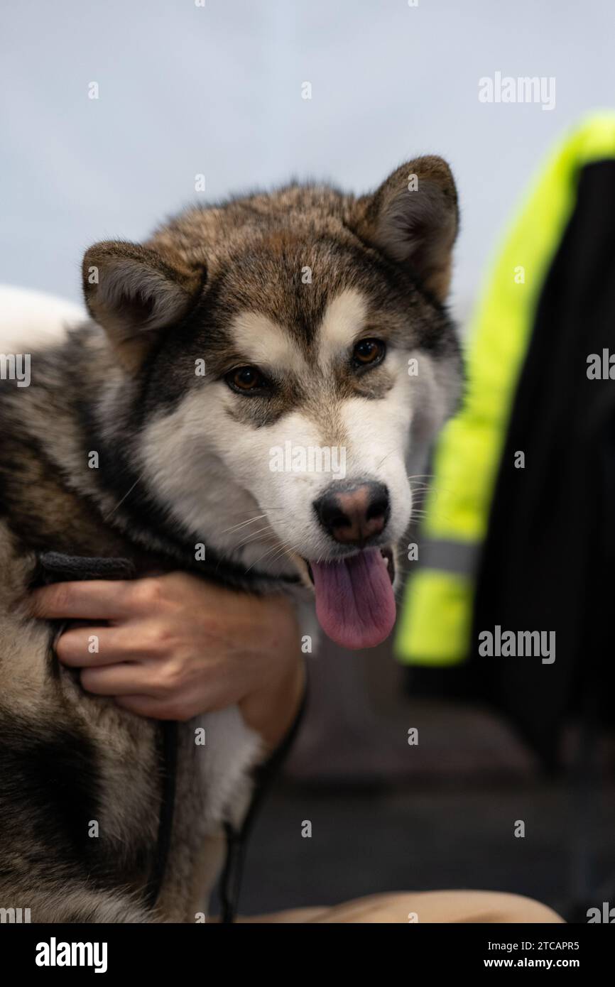 Alaskan Malamute Cane Foto Stock