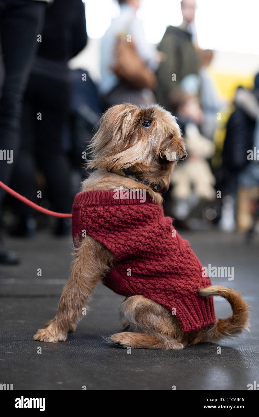 Un cane con un maglione. Cane marrone e bianco di razza pura Foto Stock