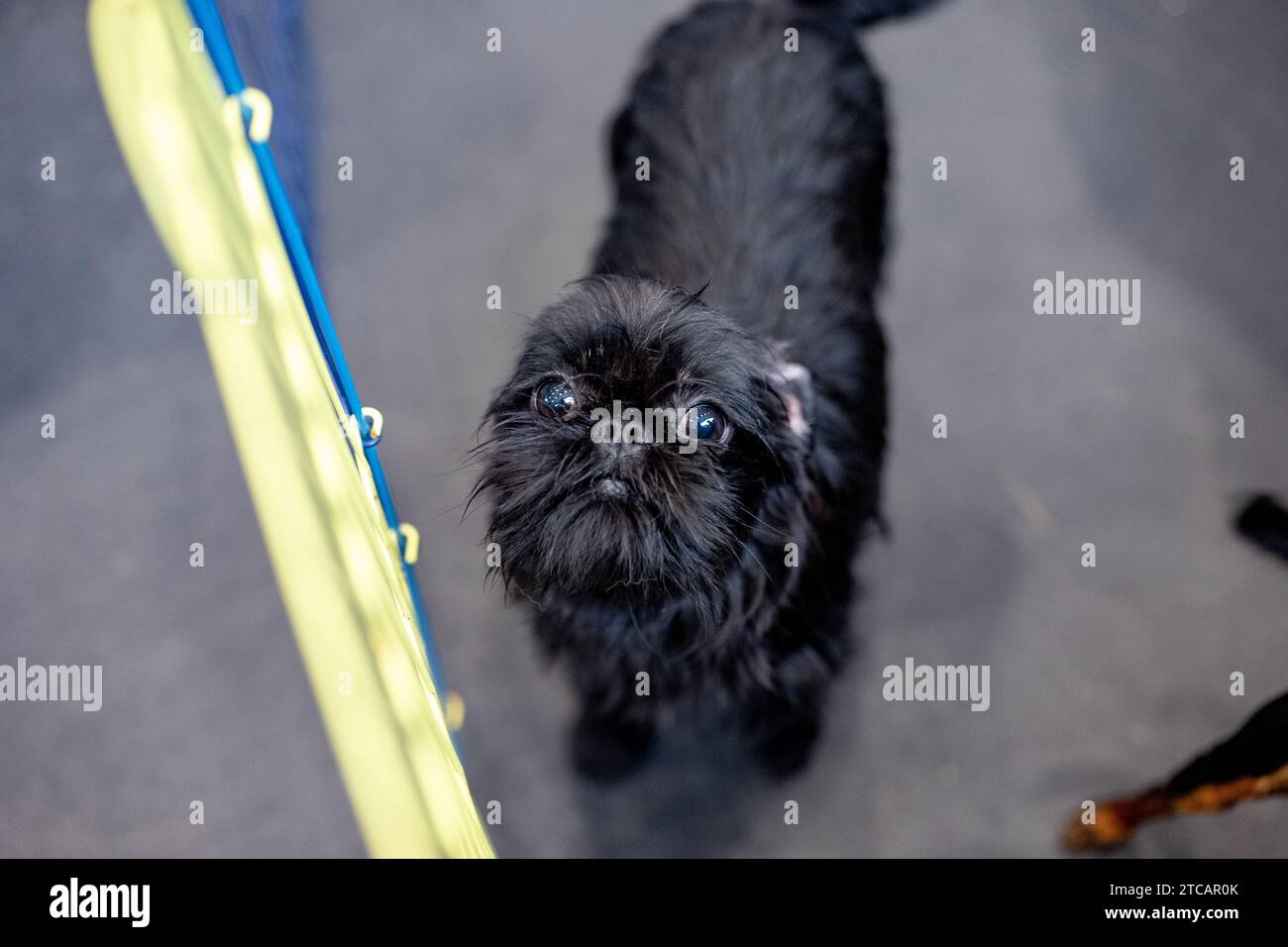 Piccolo cane nero di razza pura, York shire terrier Foto Stock