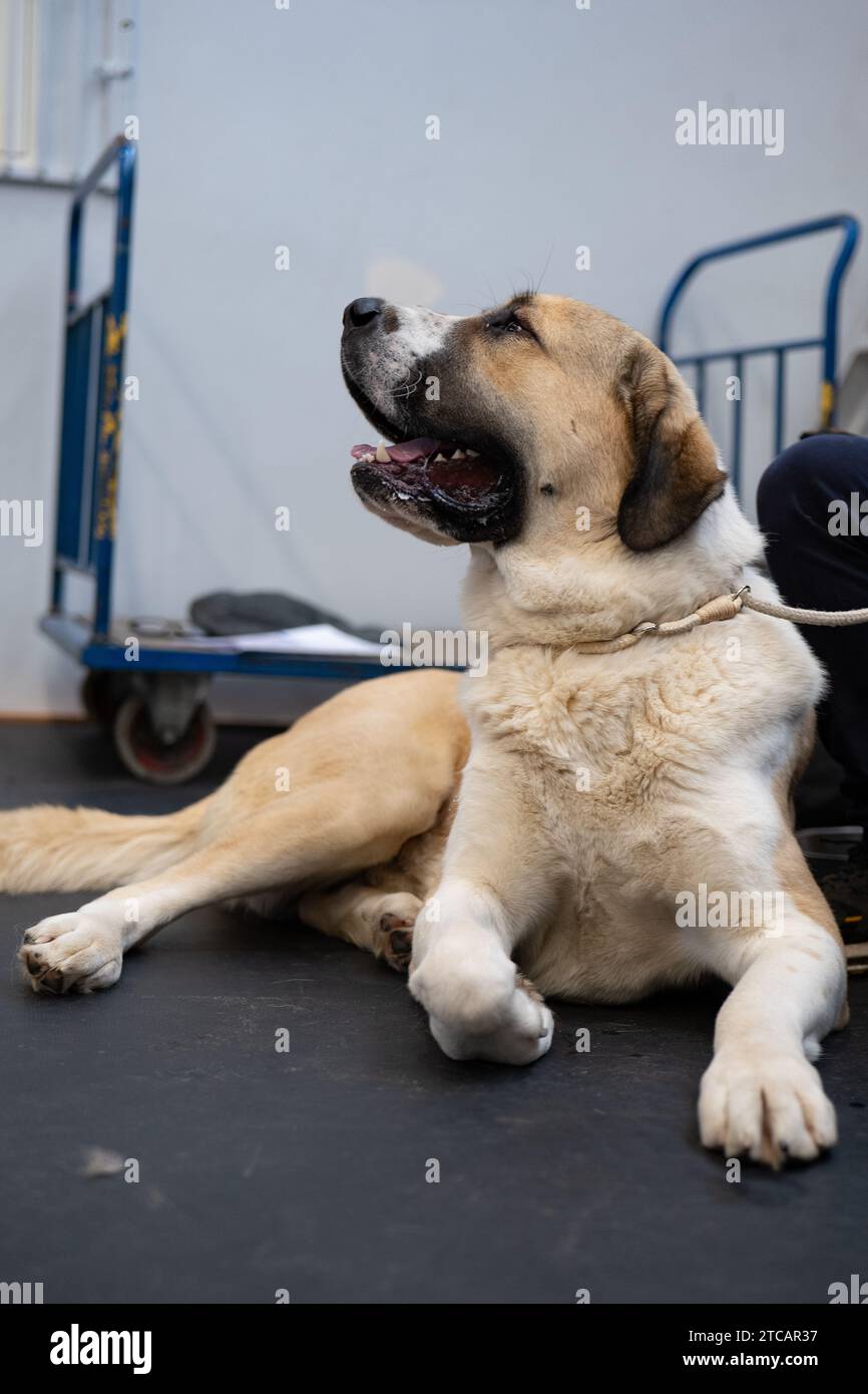 Bellissimo grande cane di razza pura, san bernardo Foto Stock