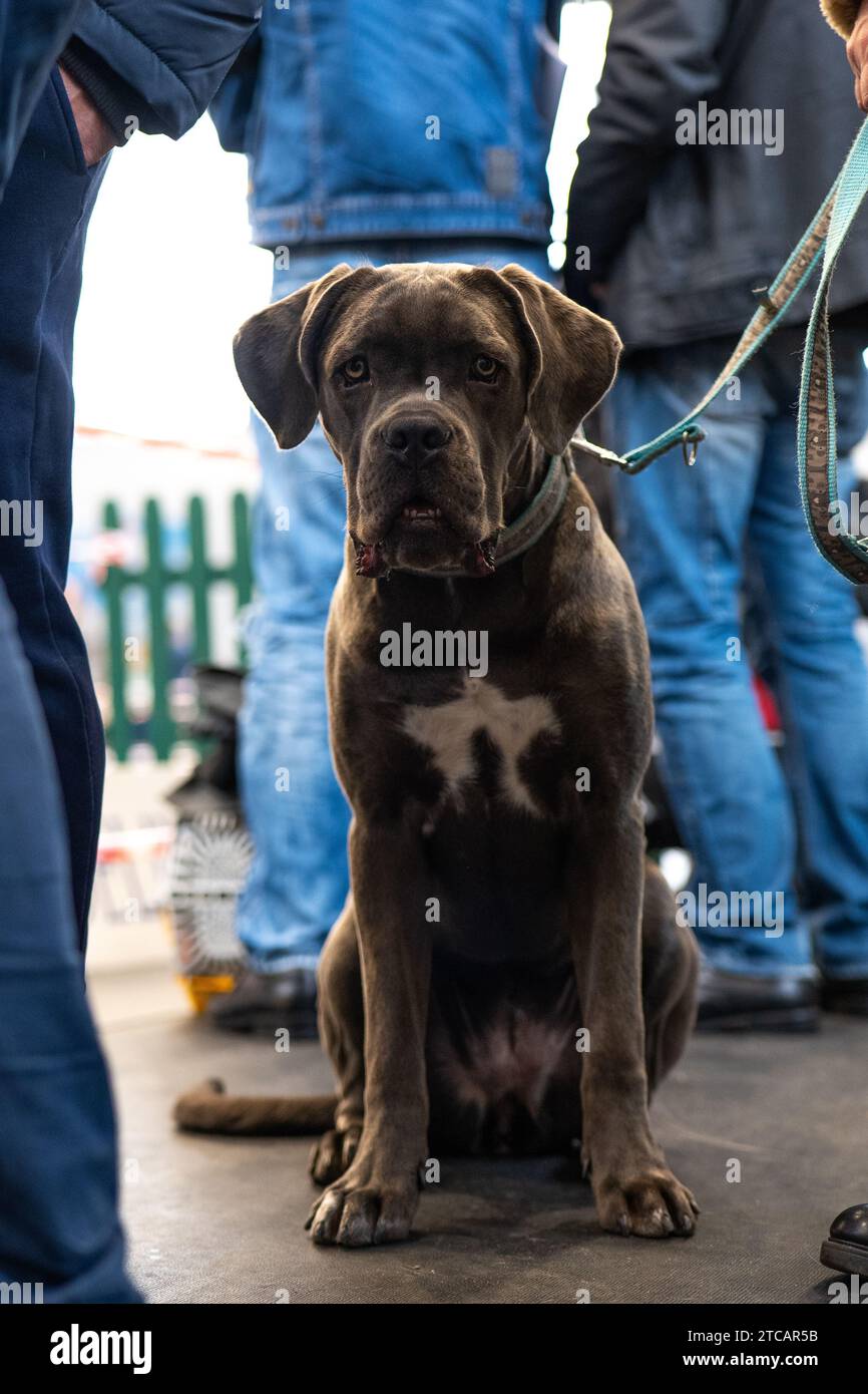 Un grande cane marrone purosangue, bullmastiff Foto Stock