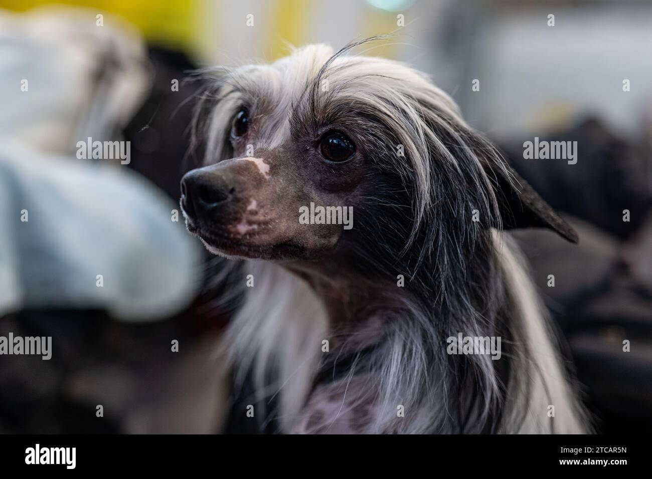 Cane cinese crested, polvere puff, cane nudo Foto Stock