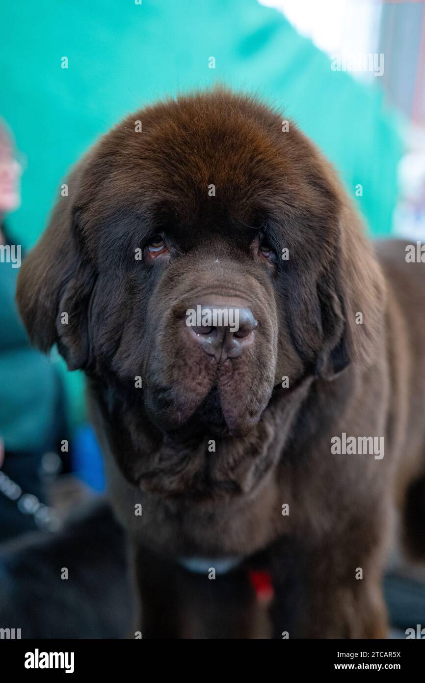 Un grande affascinante cane di razza pura, terranova Foto Stock