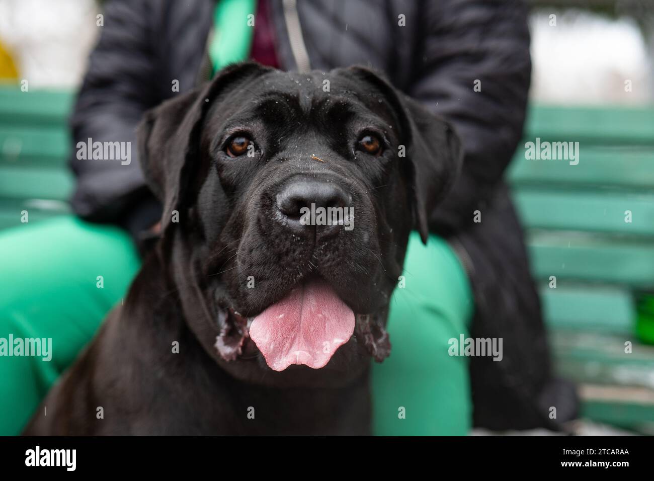 cane corso ritratto cane Foto Stock