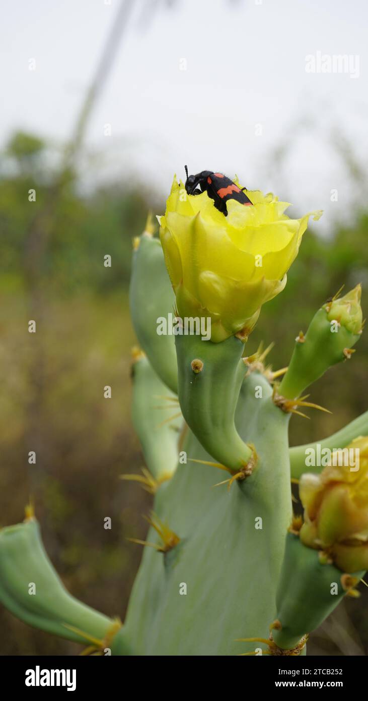 Primo piano del bellissimo fiore di Opuntia stricta noto anche come fico eretto, Shellmound, pere australiana, fico aspro. Maculato a Tamilnadu, India Foto Stock