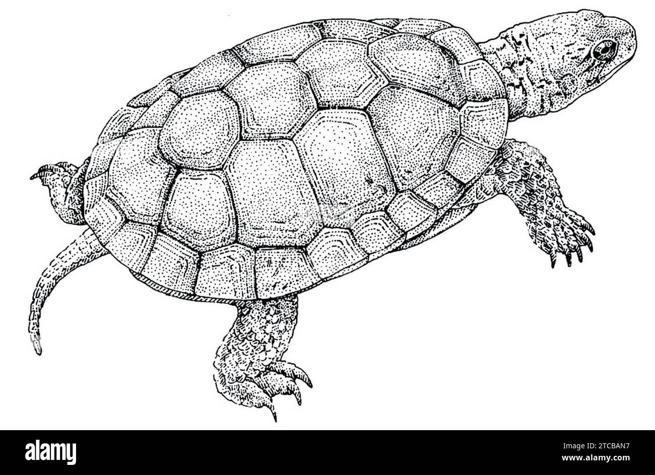 Illustrazione Western Pond Turtle (Actinemys marmorata). Foto Stock