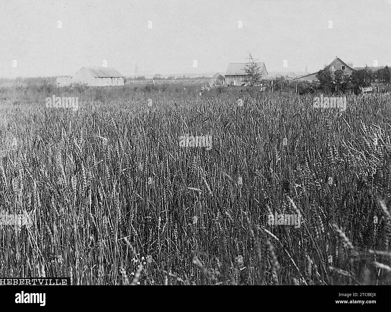 Campi di grano a Hebertville, lago Saint-John. Foto Stock