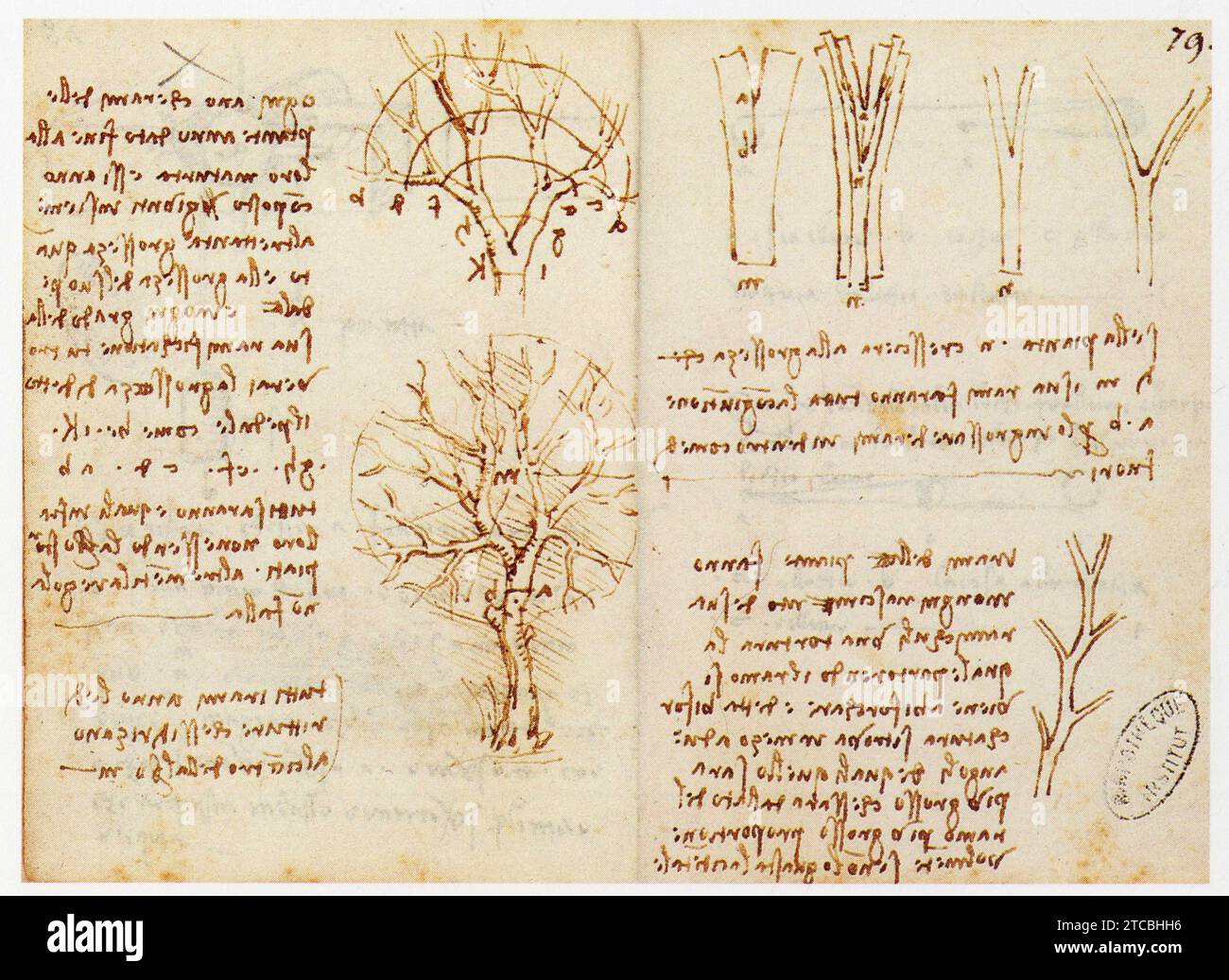 Leonardo da Vinci.1452-1519.étude de la croissance des végétaux. Foto Stock