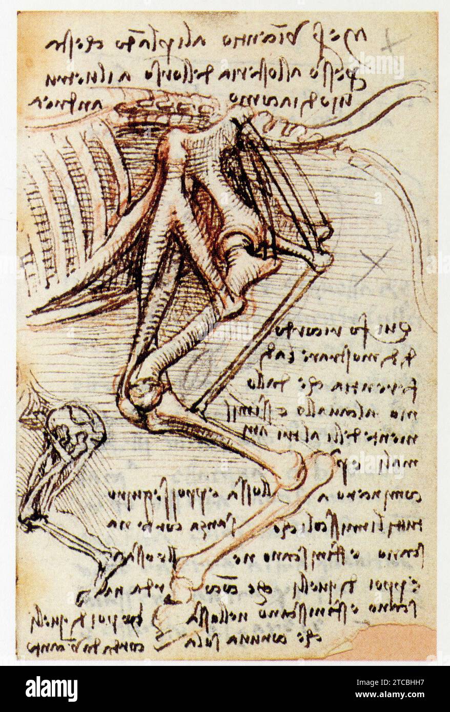 Leonardo da Vinci.1452-1519.Bac de rivière. Étude anatomique du cheval. Foto Stock