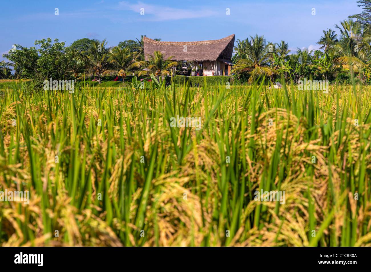 Campi di riso con case tradizionali nella campagna vicino a Ubud, Bali, Indonesia Foto Stock