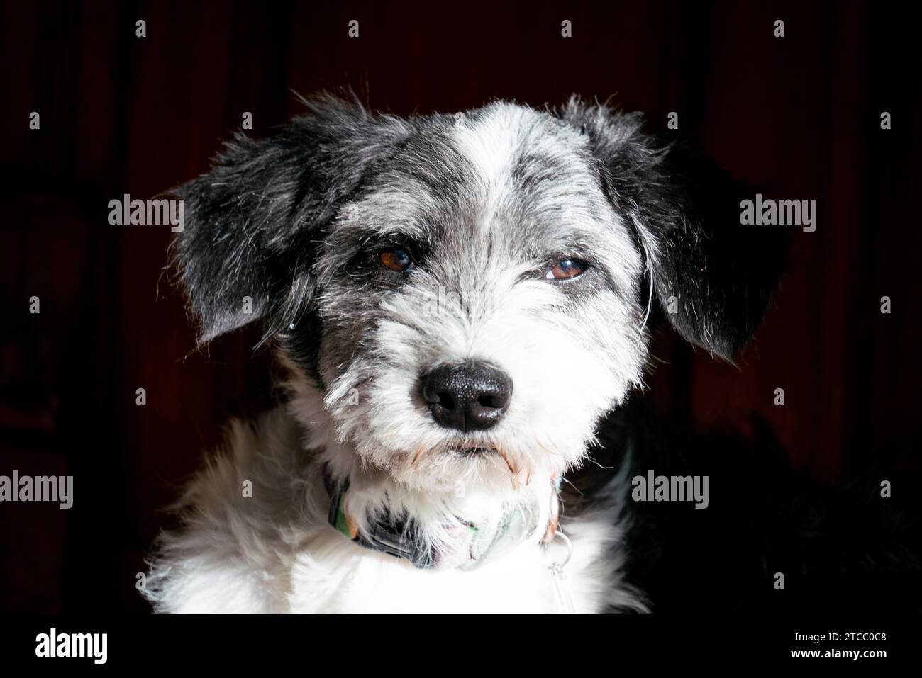 Ritratto di un cane bianco e nero con contatto visivo Foto Stock