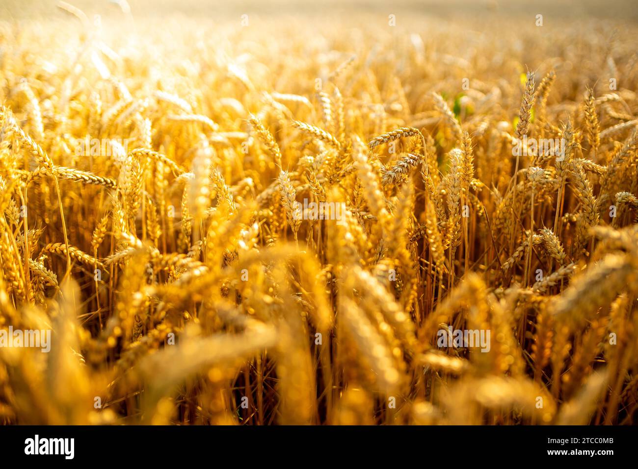 Golden campo di grano sulla soleggiata giornata estiva giorno. Concetto di agricoltura Foto Stock