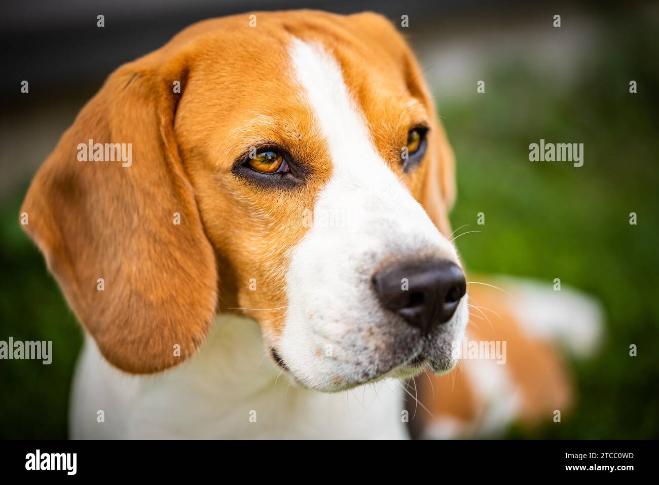 Cane Beagle su erba in sun. Giorno d'estate e di sole spazio copia Foto Stock