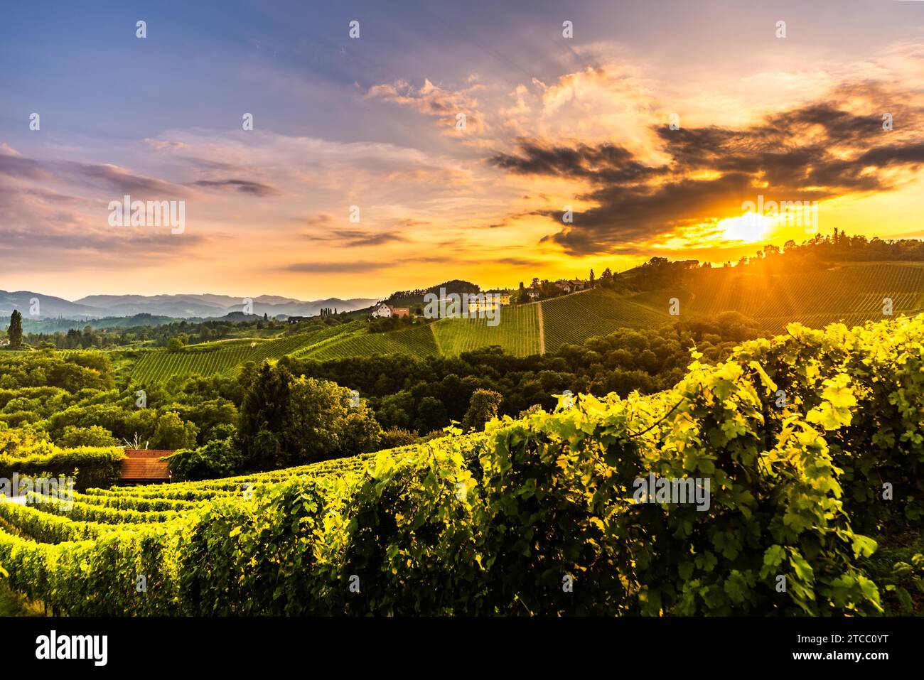 Vigneti in Slovenia vicino al confine con l'Austria Stiria sud. destinazione turistica Foto Stock