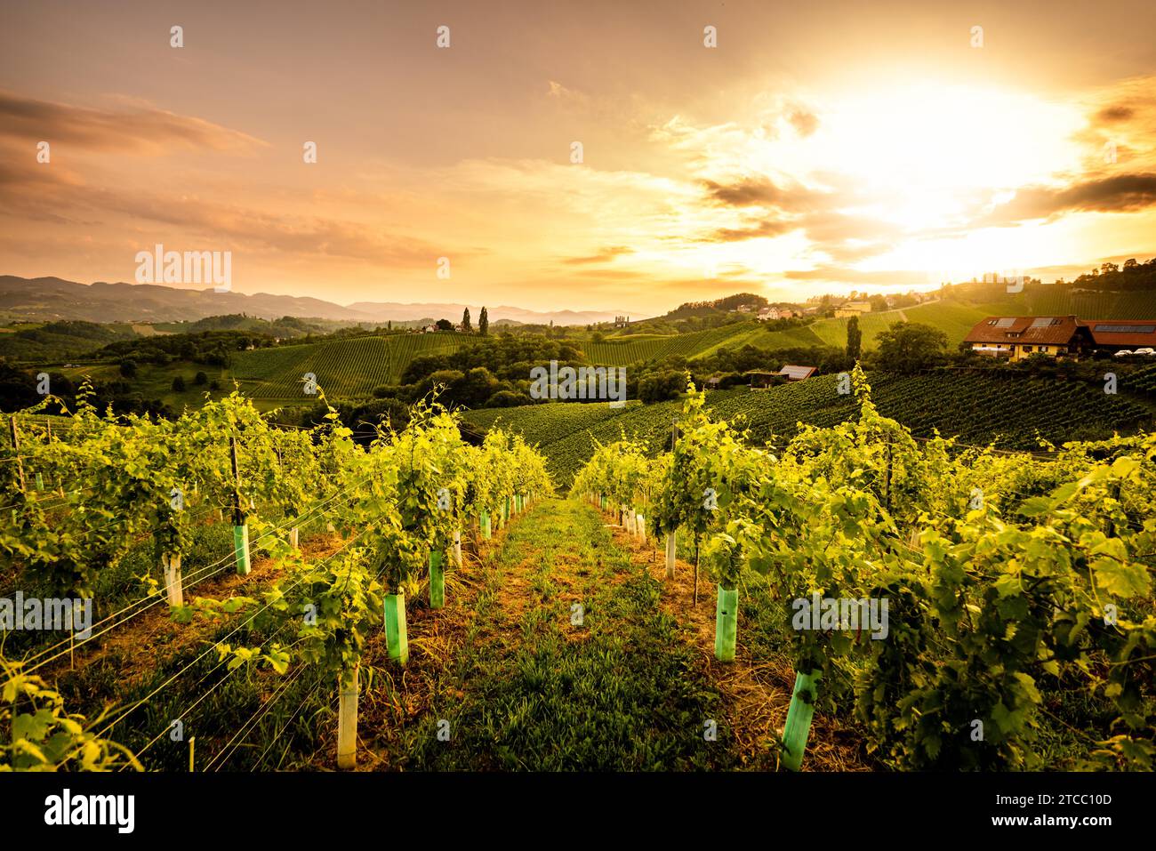 Vigneti in Slovenia vicino al confine con l'Austria Stiria sud. destinazione turistica Foto Stock