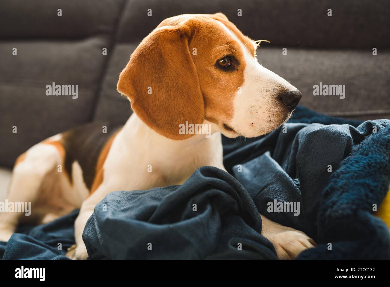 Beagle cane occhi tristi naso grande. Verticale, spazio copia. PET a casa Foto Stock