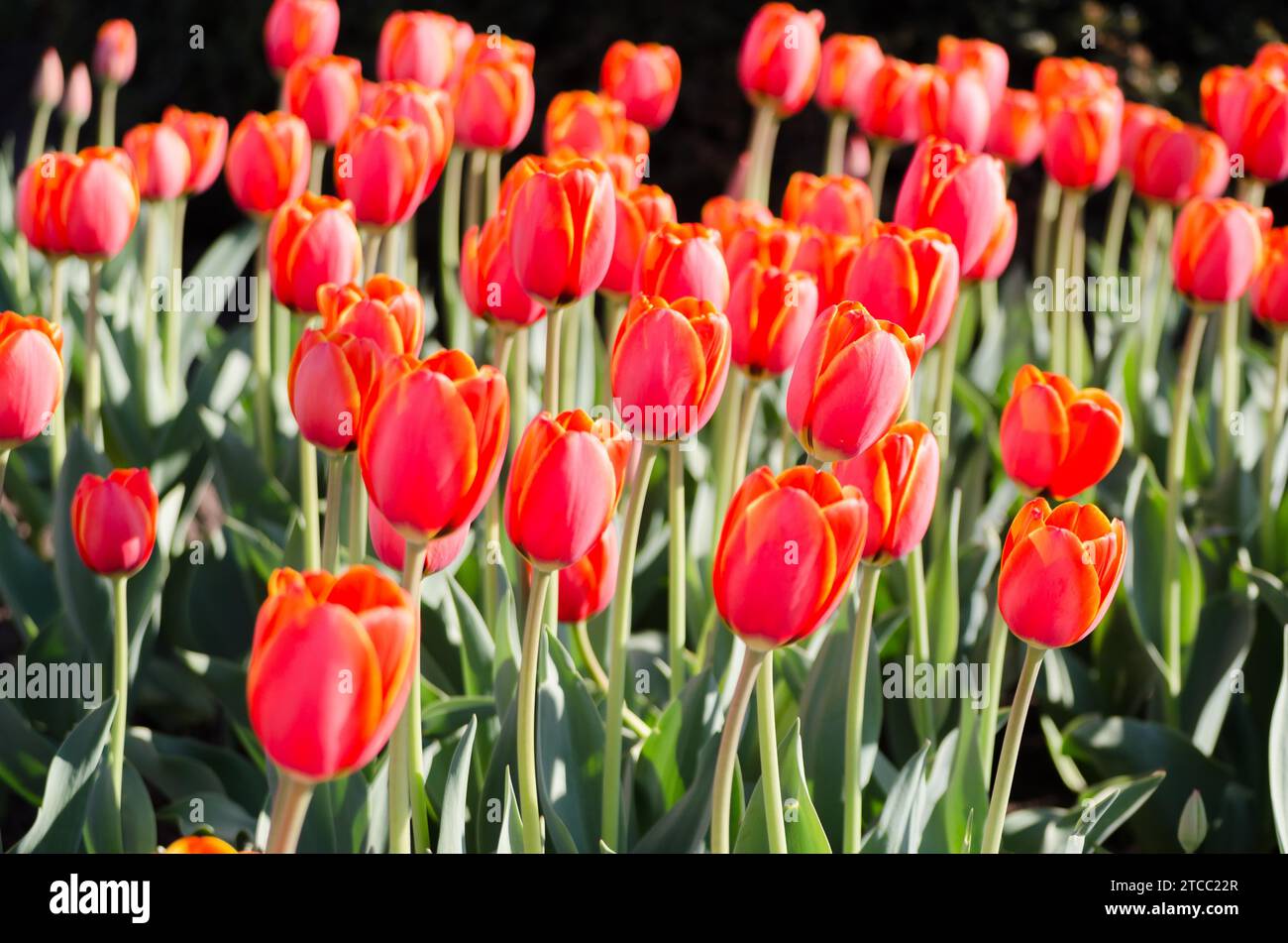 Grande letto di fiori con tulipani rossi da vicino Foto Stock