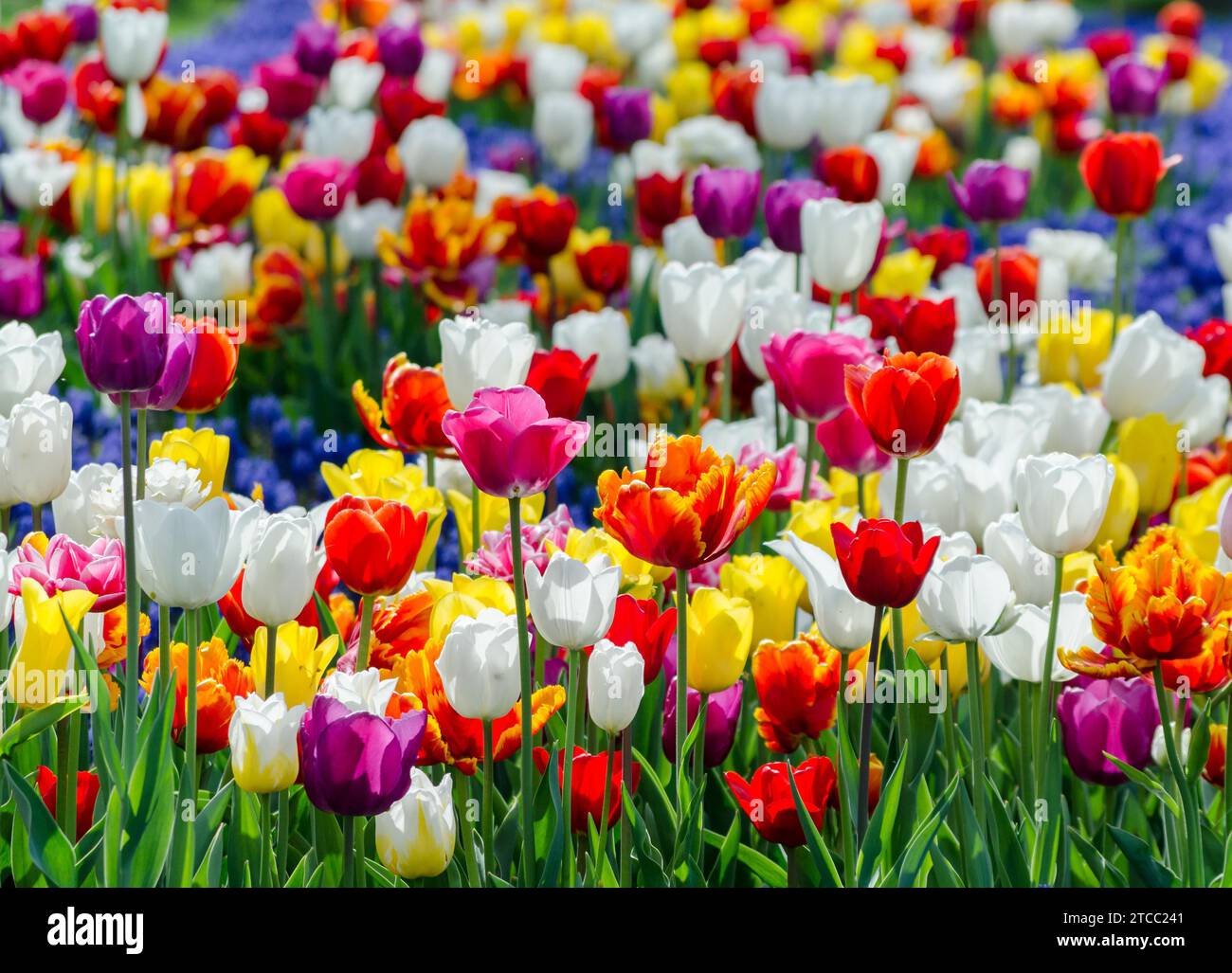 Grande letto fiorito con tulipani ibridi variopinti Foto Stock