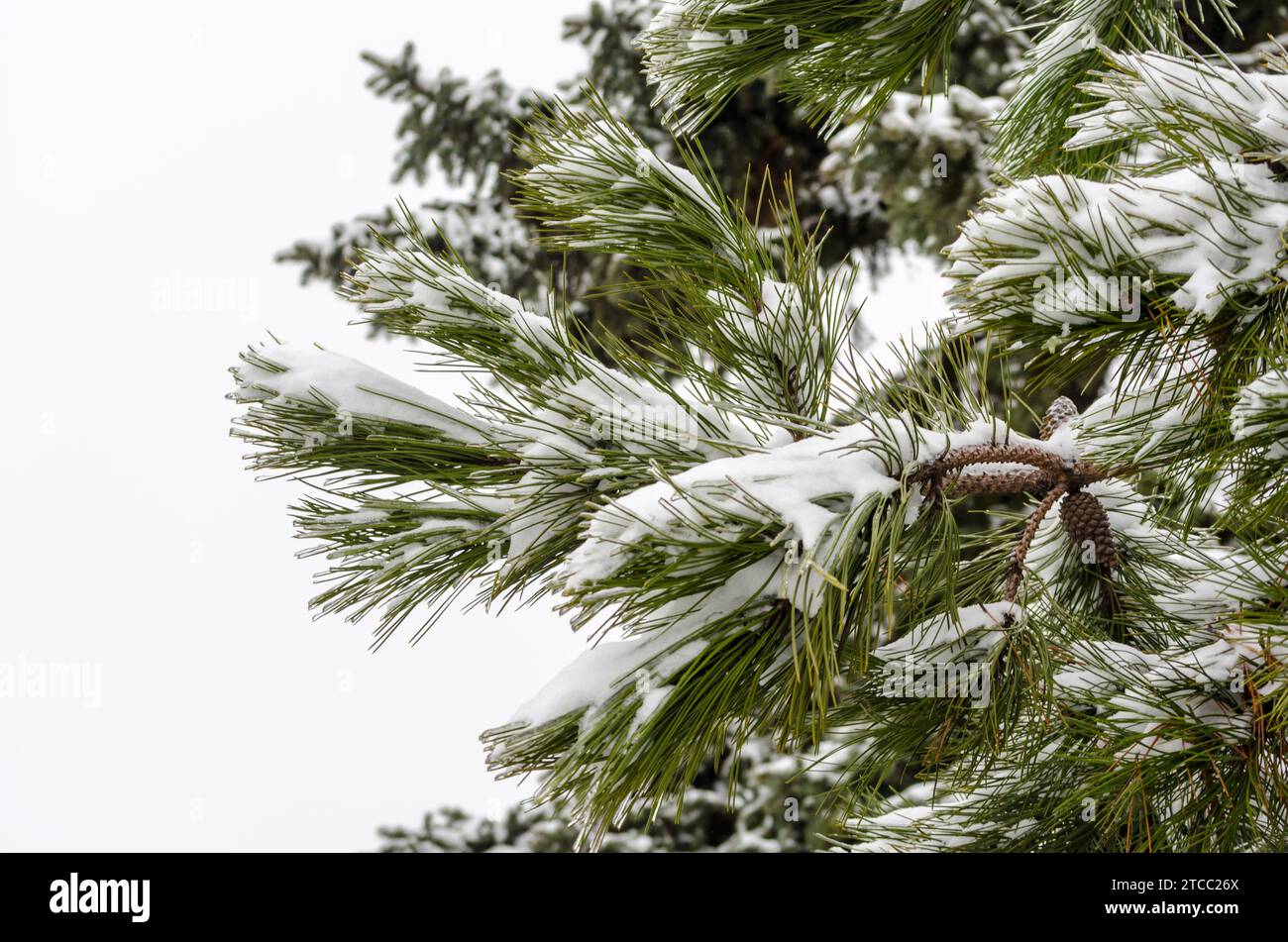 Rami di pino verde in neve bianca e ghiaccio Foto Stock