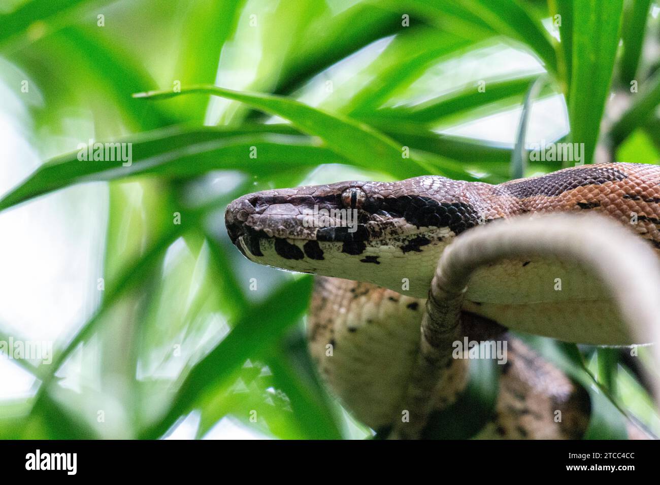 Serpente boa vivente libero in una filiale della riserva naturale di Lokobe in Madagascar, Nosy Be Foto Stock