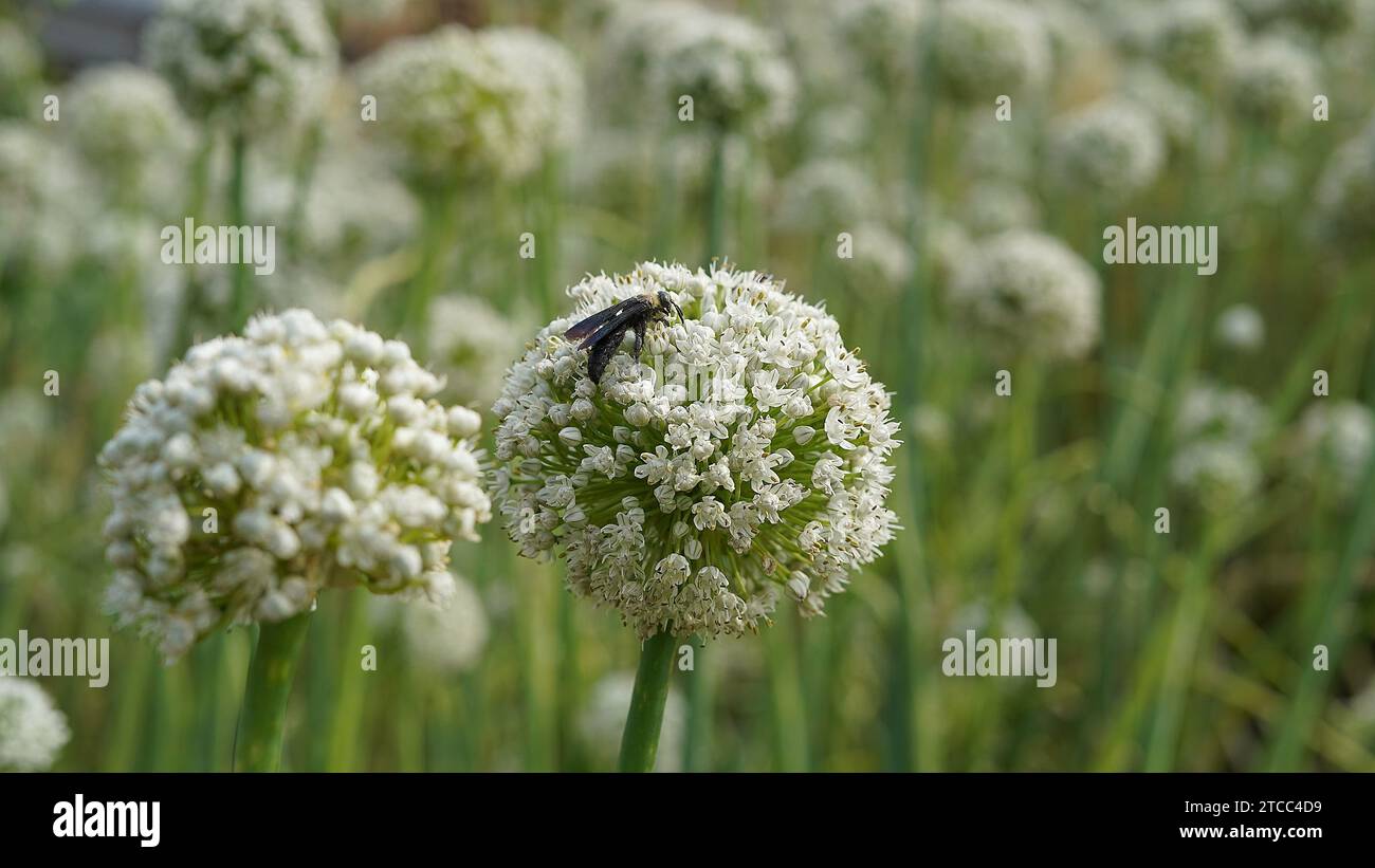 Macro di fiori di cipolla fioriti testa in giardino. Contesto agricolo. Cipolle verdi. Cipolle primaverili o Sibies. Campagna estiva. Bianco f Foto Stock