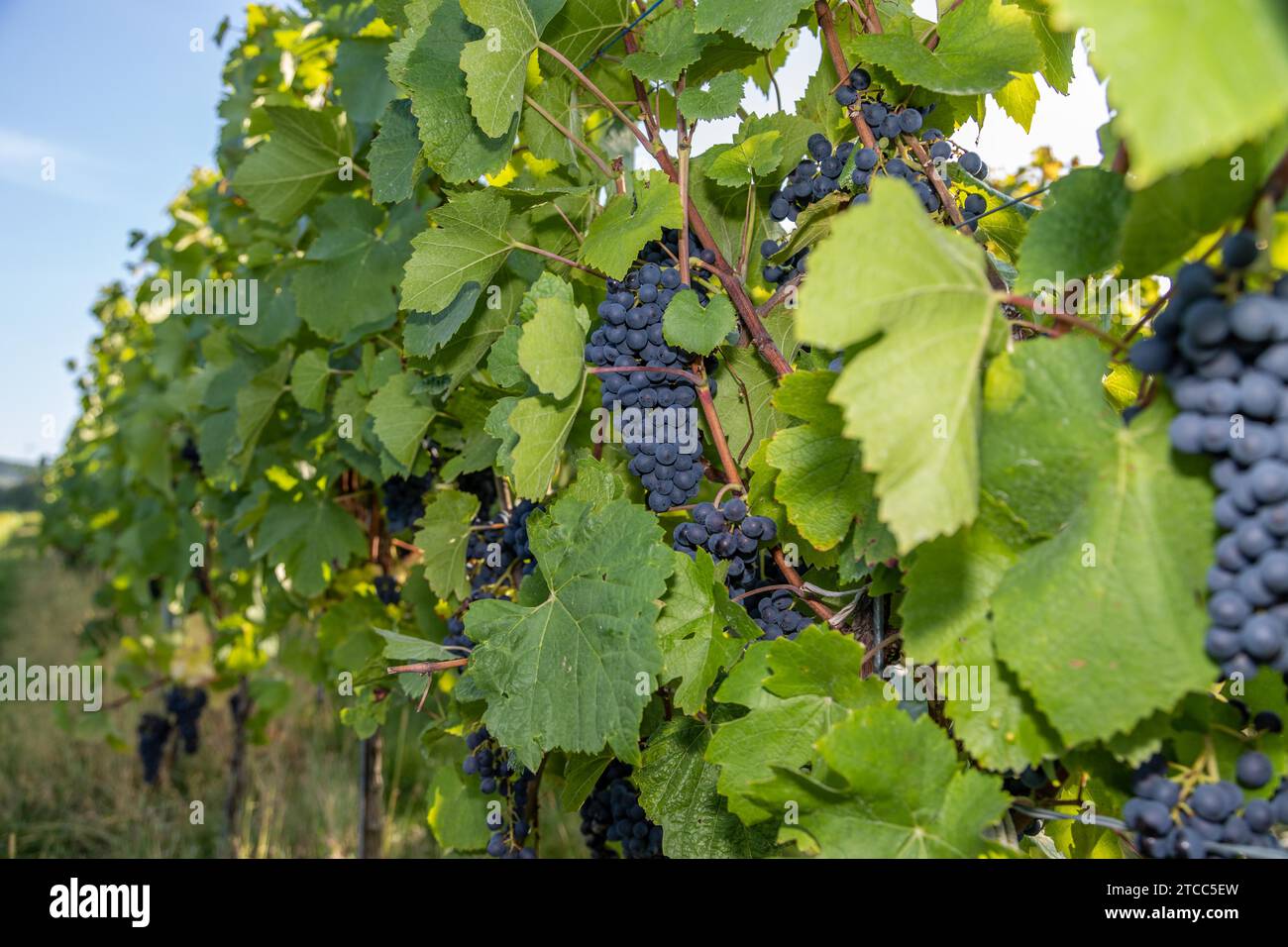 Uva da vino rosso Pinot Nero blu in un vigneto a Brauneberg sul fiume Mosella Foto Stock