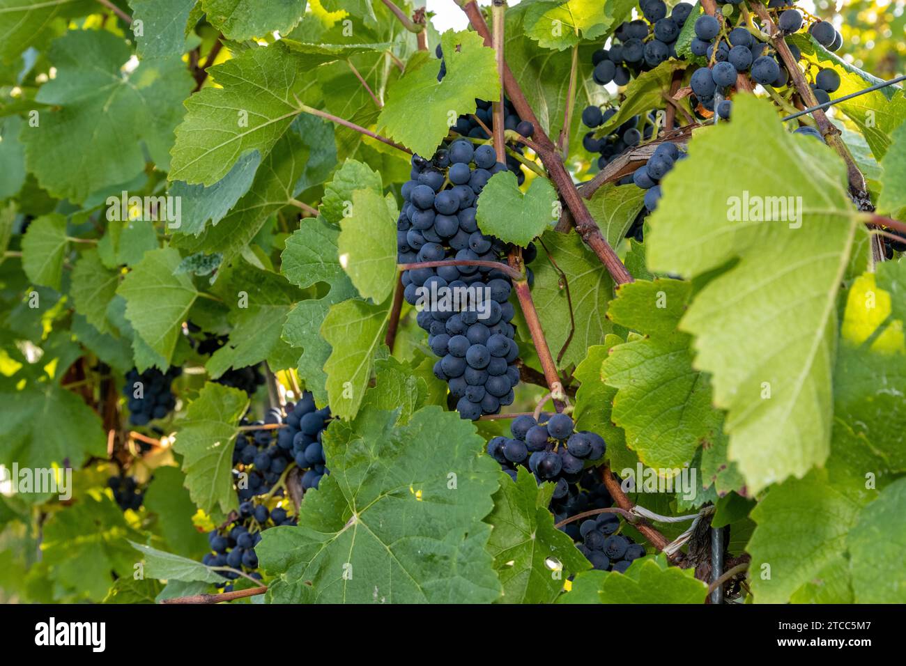 Uva da vino rosso Pinot Nero blu in un vigneto a Brauneberg sul fiume Mosella Foto Stock