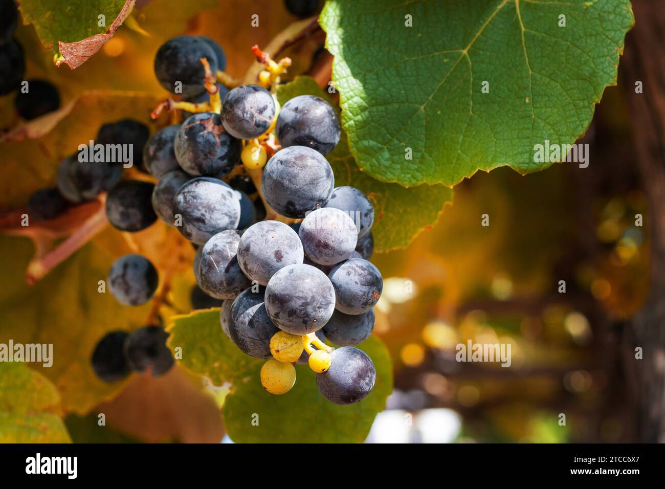 Grappoli di uve rosse pendono da una vite, luce solare Foto Stock