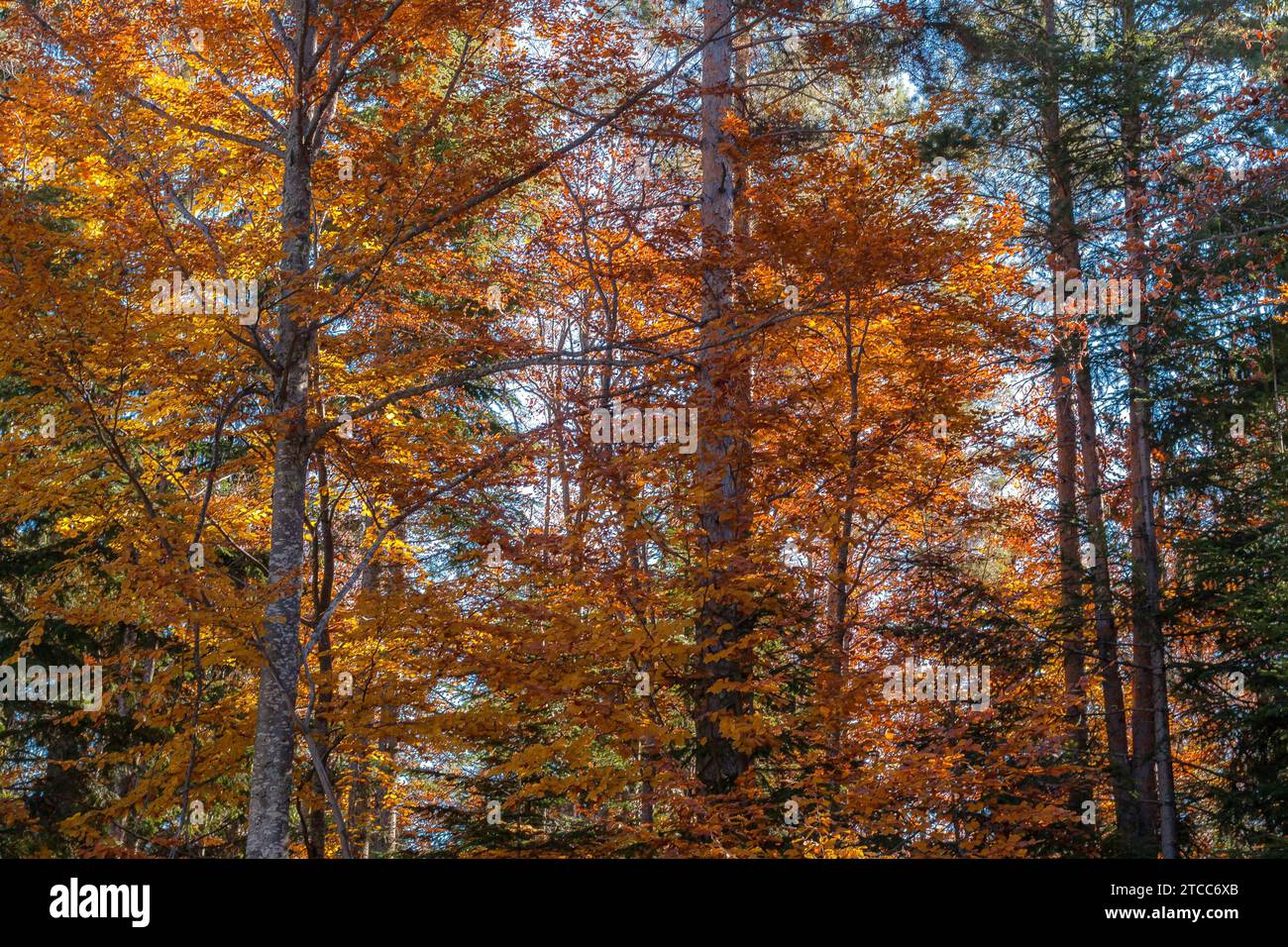 Sfondo autunnale con alberi di foresta colorati verdi, rossi e gialli Foto Stock