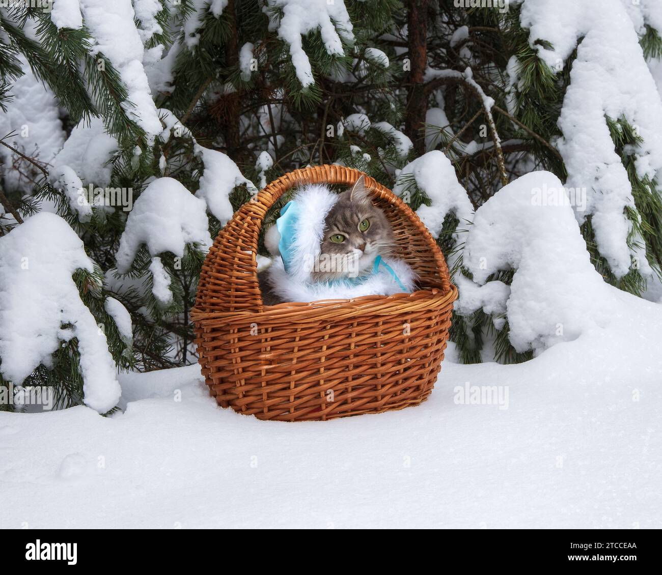 Carta invernale con un adorabile gattino sulla neve Foto Stock