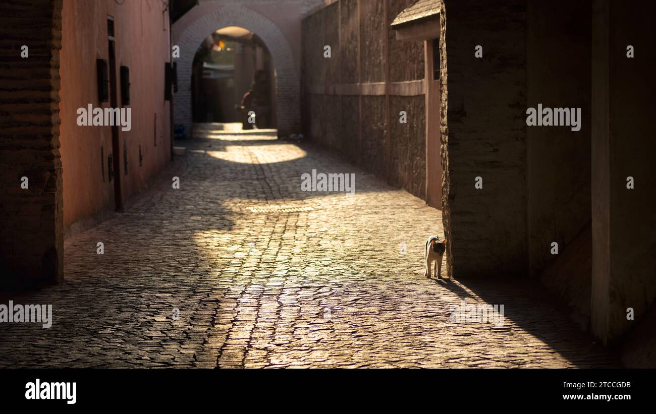 Gatto randagio su un vicolo della Medina all'alba. Marrakech o Marrakech, Marocco. Foto Stock