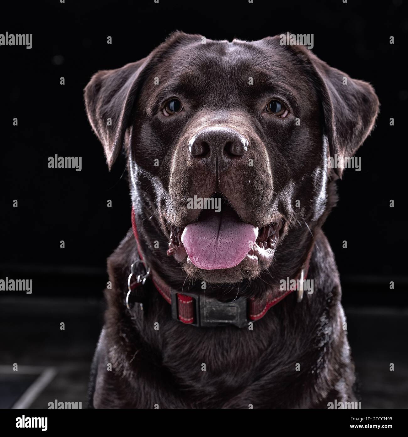 Ritratto di labrador retriever marrone su sfondo nero, fotografato in studio con luci contrastanti in varie espressioni. Foto Stock