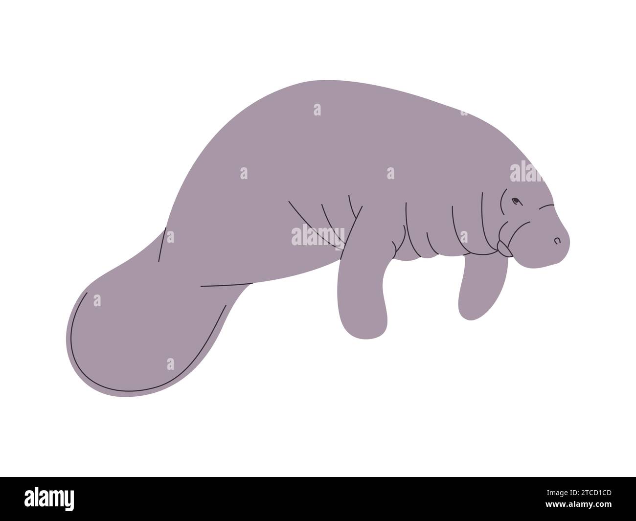 manatea di colore grigio o dugong natura selvaggia animale marino erbivoro mammifero creatura oceanica Illustrazione Vettoriale