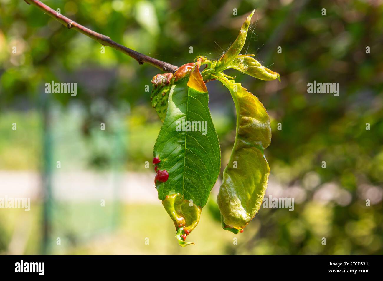 Arricciamento delle foglie di pesca. Malattia fungina di albero di pesche. Taphrina si deformata. Malattia del fungo dell'albero della pesca. Messa a fuoco selettiva. Argomento - malattie e parassiti di frutta t Foto Stock