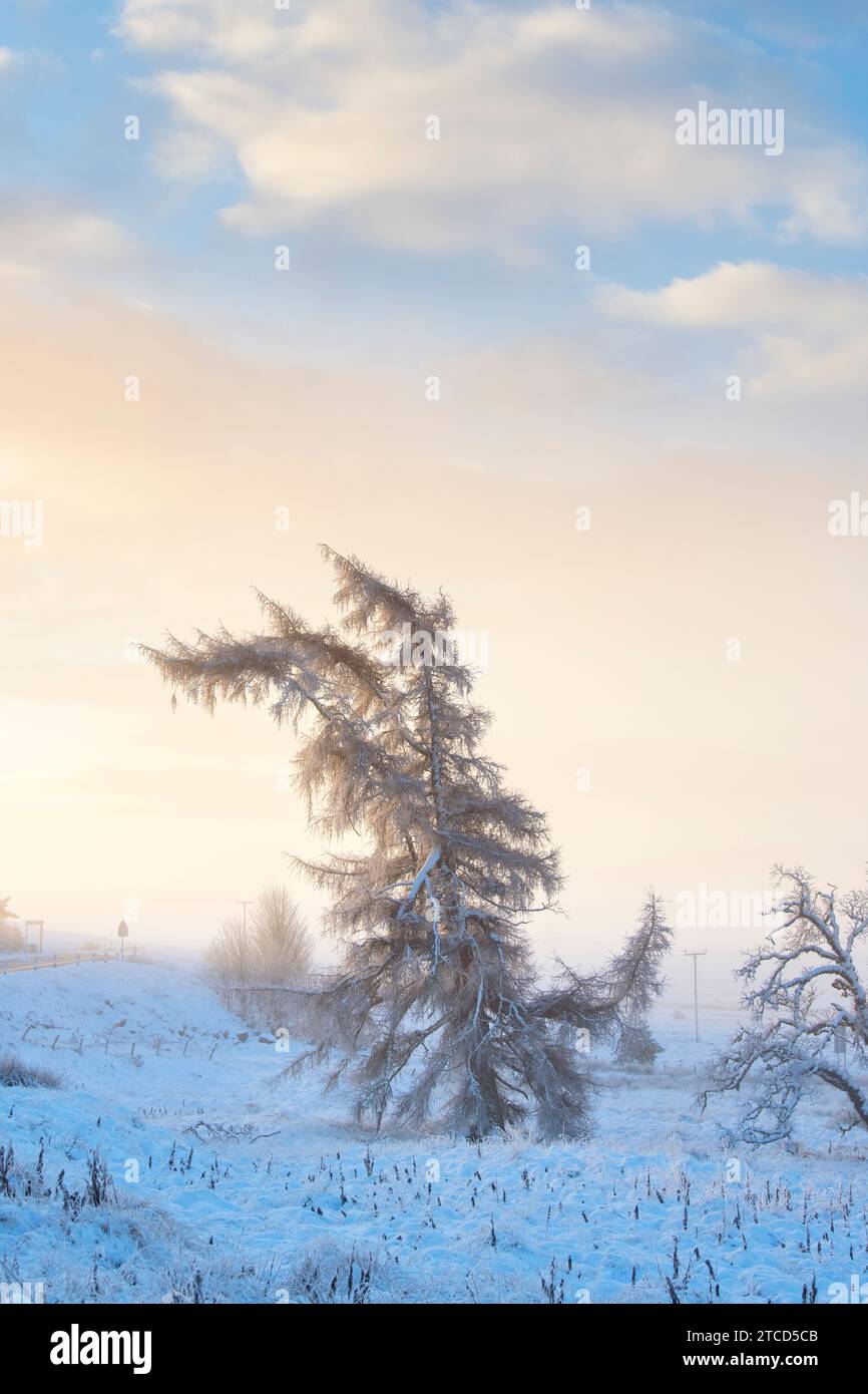 Larix. Alberi di betulla d'argento nella nebbia e nella neve subito dopo l'alba. Morayshire, Scozia Foto Stock