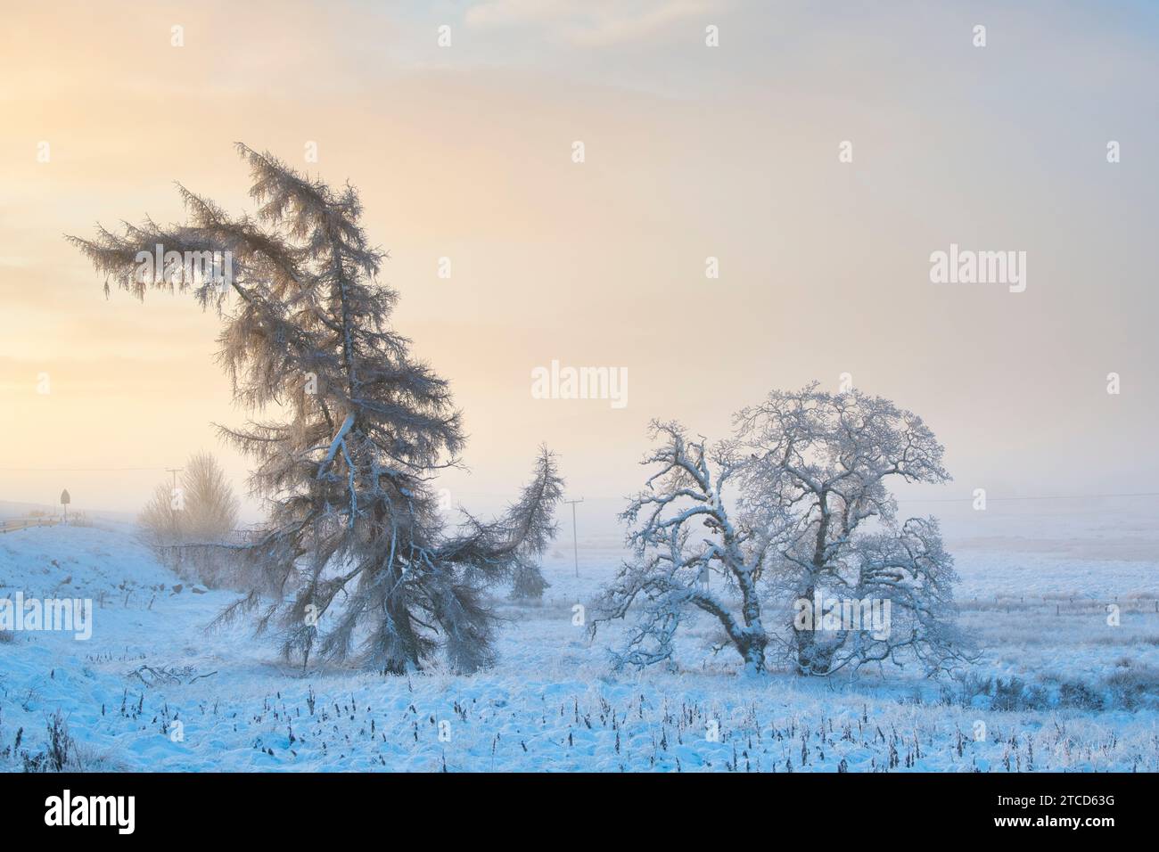 Larix e Betula Pendula. Larici e betulle d'argento nella nebbia e nella neve subito dopo l'alba. Morayshire, Scozia Foto Stock