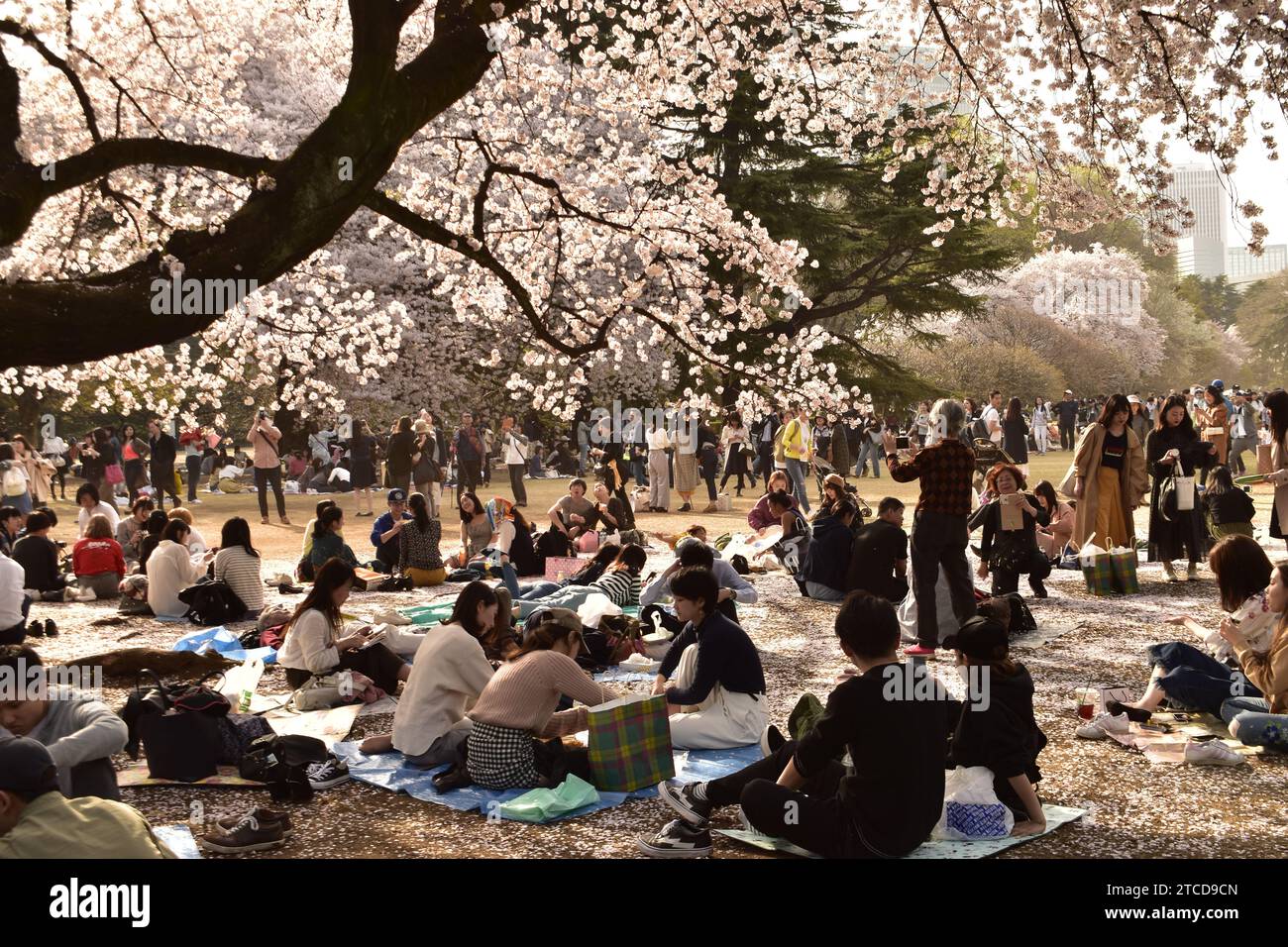 Ueno Park, Tokyo, Giappone - 29 marzo 2018: I giapponesi siedono sotto gli alberi sakura, si divertono durante il festival Hanami Foto Stock