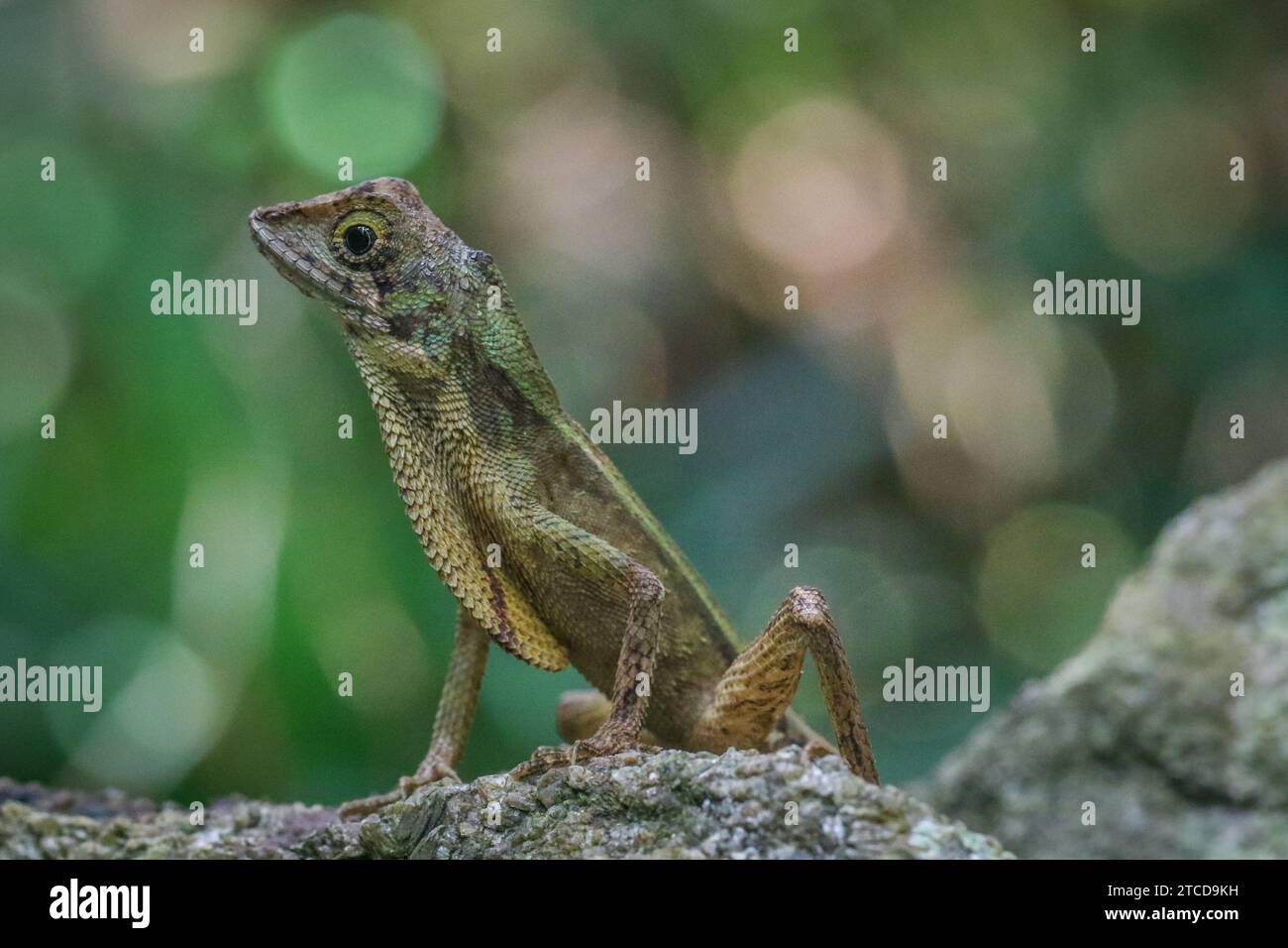 Un primo piano di una lucertola arroccata su una superficie rocciosa nello Sri Lanka Foto Stock