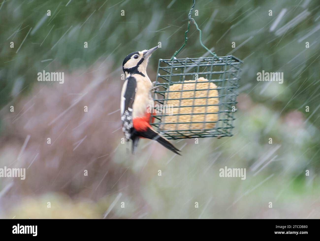 Grande picchio maculato Dendrocopos Major, aggrappato all'alimentatore sospeso della gabbia grassa durante una tempesta di neve, County Durham, Inghilterra, Regno Unito, dicembre. Foto Stock