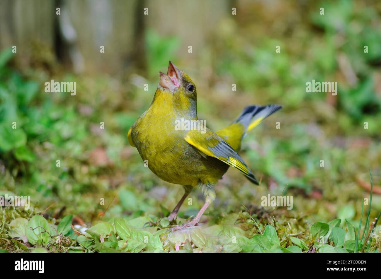 Il verdeggiante europeo Carduelis chloris, spettacolo di corteggiamento maschile alle donne nelle vicinanze in giardino, contea di Durham, Inghilterra, Regno Unito, maggio. Foto Stock