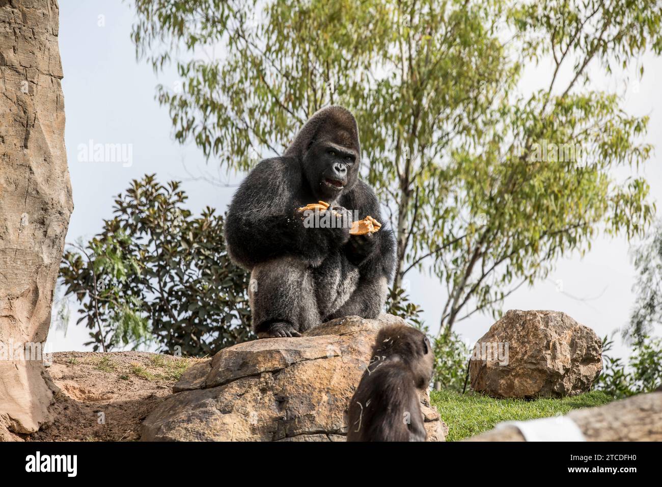 Valencia, 17/08/2017. Virunga, il piccolo gorilla compie un anno nel Bioparco di Valencia. Foto: Mikel Ponce ARCHDC. Crediti: Album / Archivo ABC / Mikel Ponce Foto Stock