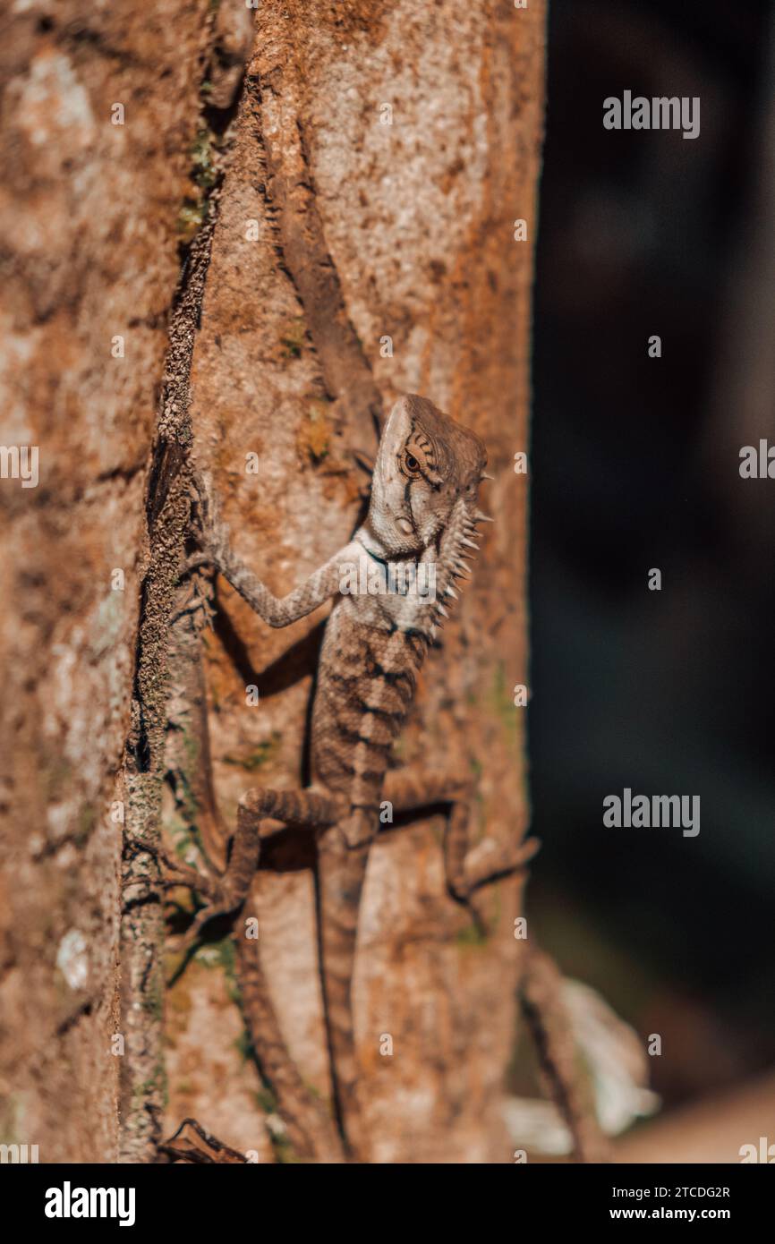 Wild Bearded Dragon in Jungle Foto Stock